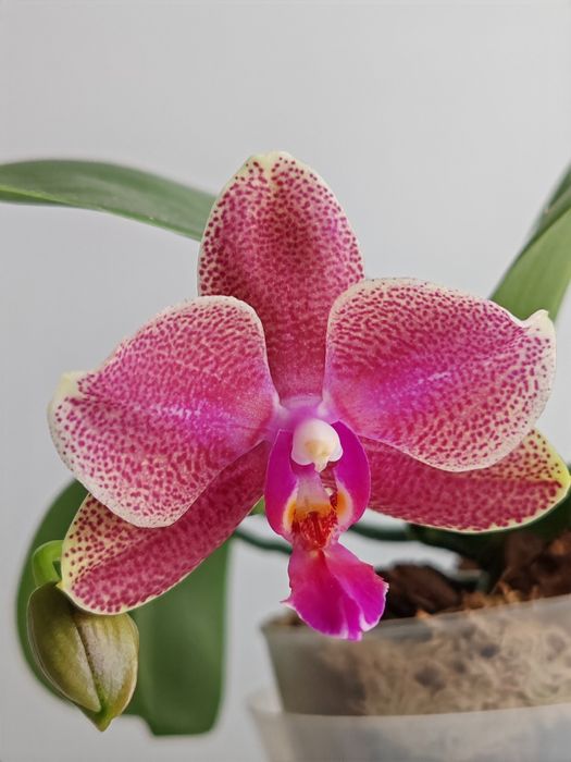 Орхидея фаленопсис