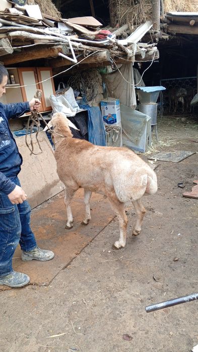 Avgon qoʻchqor sotiladi