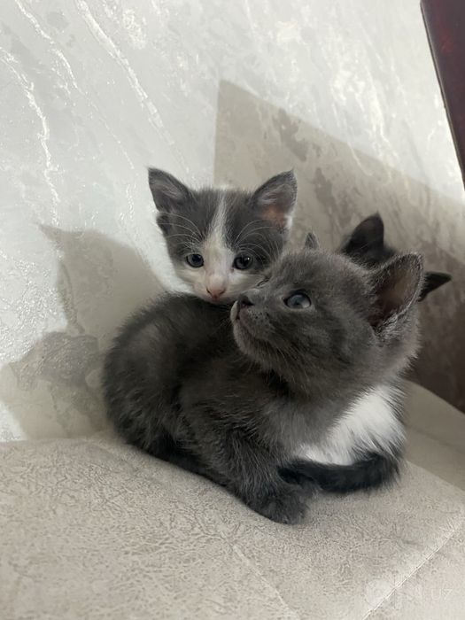 Mushuk bolasi котёнок