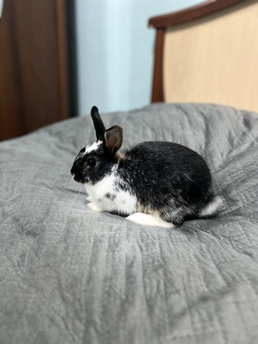 Продается кролик карликовый  нидерландсой породы