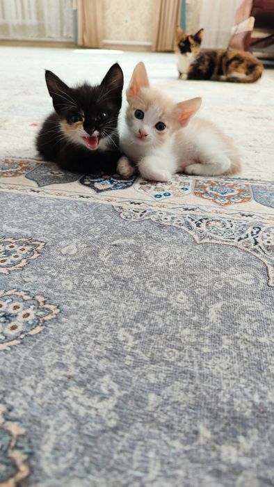 Продам котят в хорошие руки.