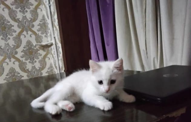 Ақ түсті үлпілдек котяталар сатылады