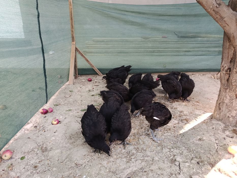 Жужалар 2 ойлик кора шахзода