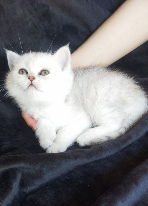 Шиншилла Серебро котята