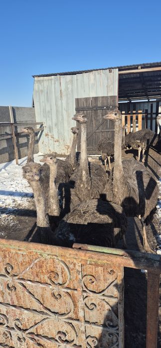 Pui de struți africani!