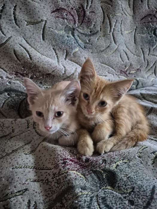 Отдам котят бесплатно