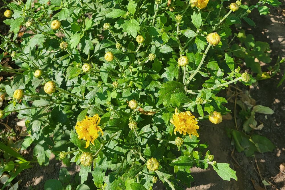 Ц.  В.  Е.  Т.  Ы