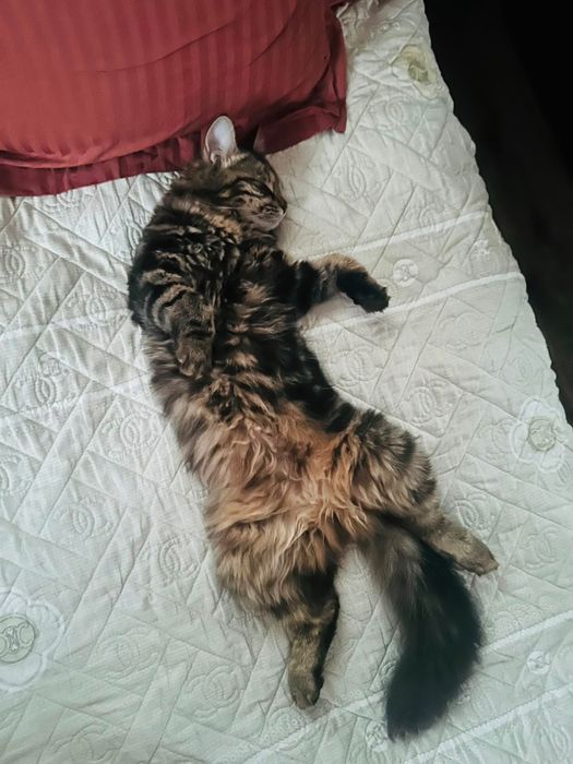 Продается кошка персидская+скотиш