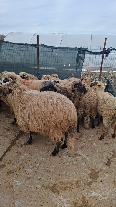 Vand oi si berbeci grasi