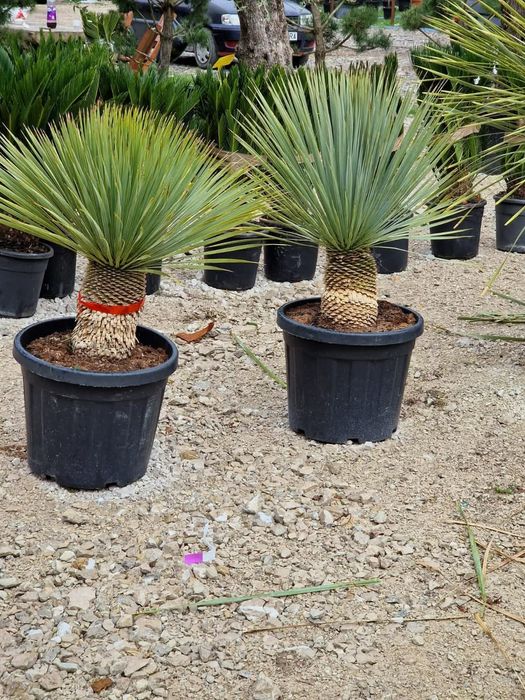 Plante ornamentale