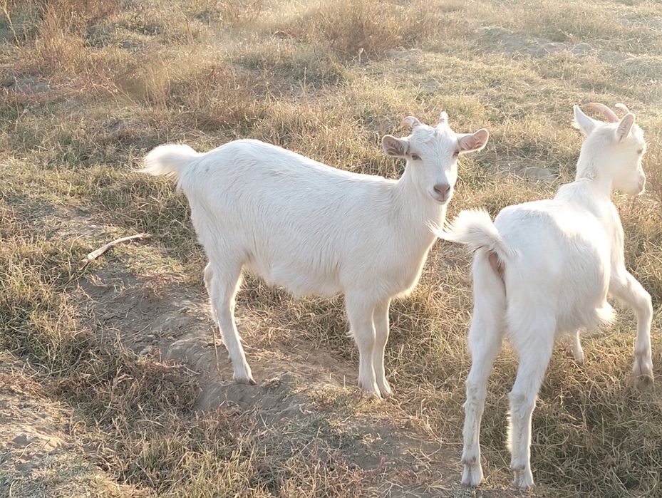 Сүтті ешкі  ылактарымен