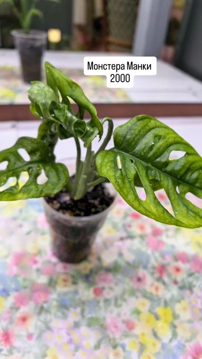 Комнатные растения