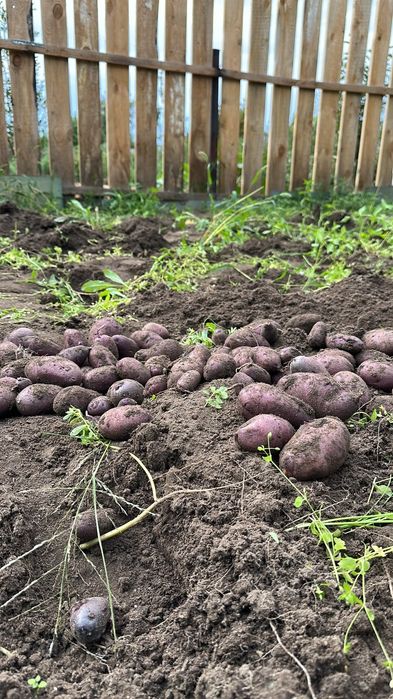 Продам дачу сад здоровье.