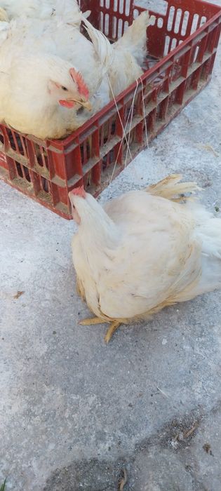 Pui alb  de 3 kg