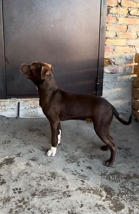 Пит-бультерьер (Red nose)