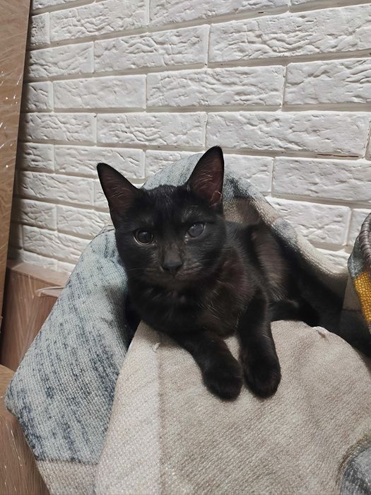 Кошечка в добрые руки