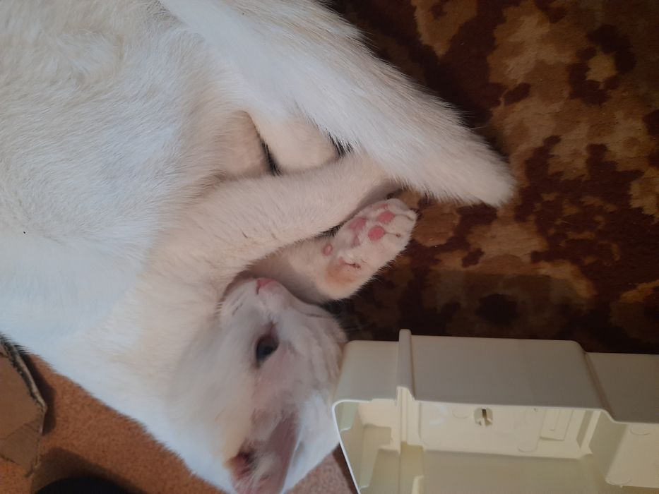 Кошки 10 месяцев