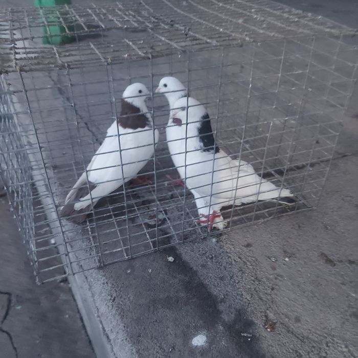 Краснашей 2 самец Сизашей самец