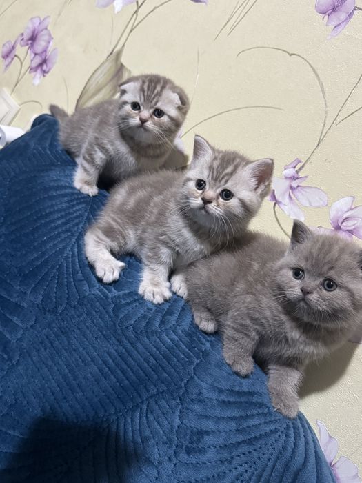 Котята Шотландцы, Шотландские мишки, (есть доставка)