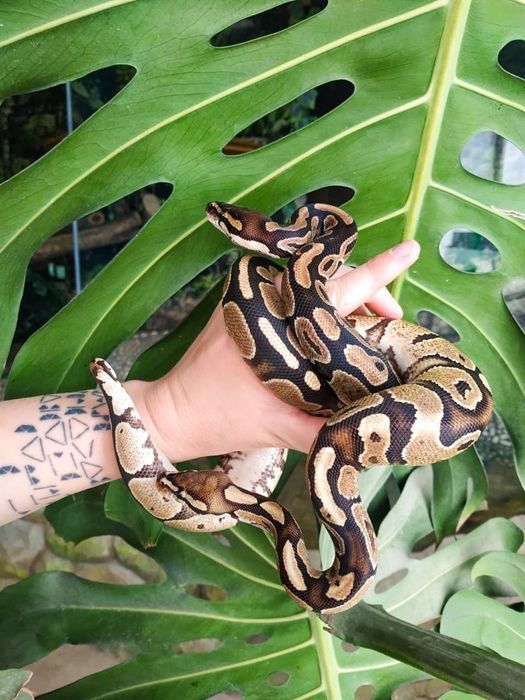 Королевский питон