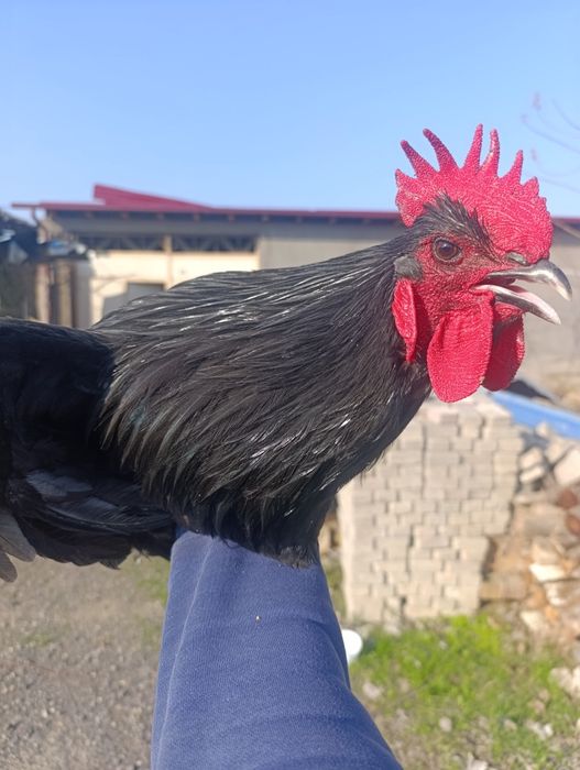 Кора шахзода ва Астролоп