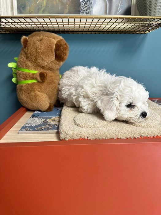 Бишон фризе момче