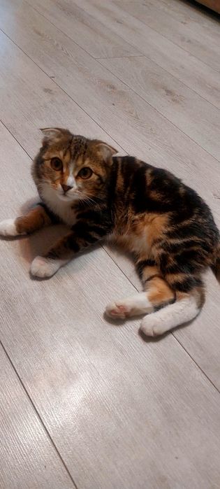 Котенок (девочка) шотладская