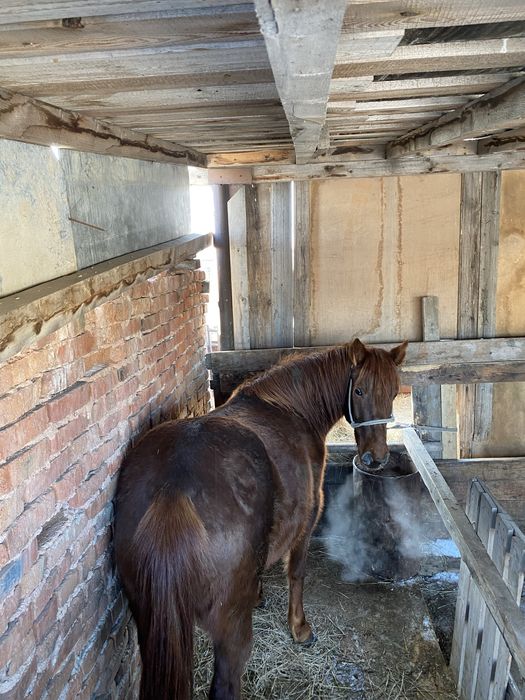 Продам кобылу на откорме 2.5 месяца