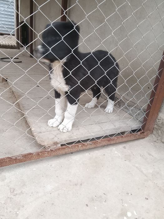 Алабай сао щенок