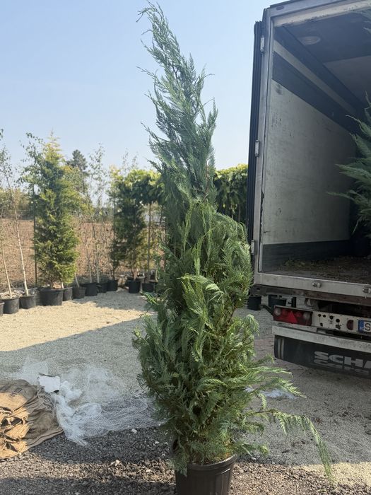 Vand leylandi vesnic verde de calitate superioara disponibil in mai multe dimensiuni