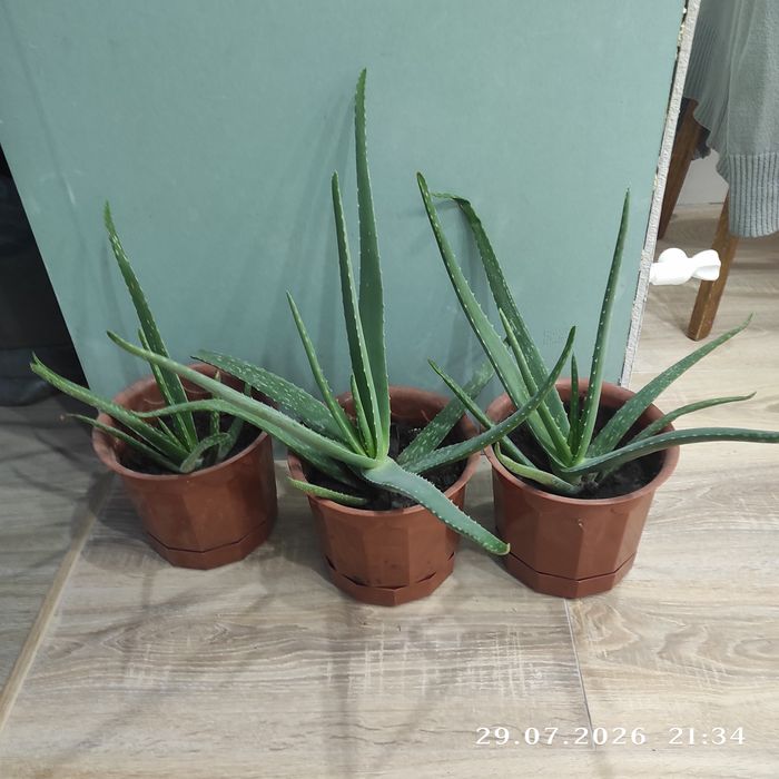 Продам Алоэ 3-х летний лечебный