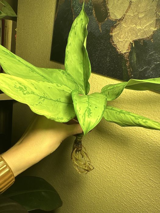 Гибискус, Аглаонема Фридман, Хойя