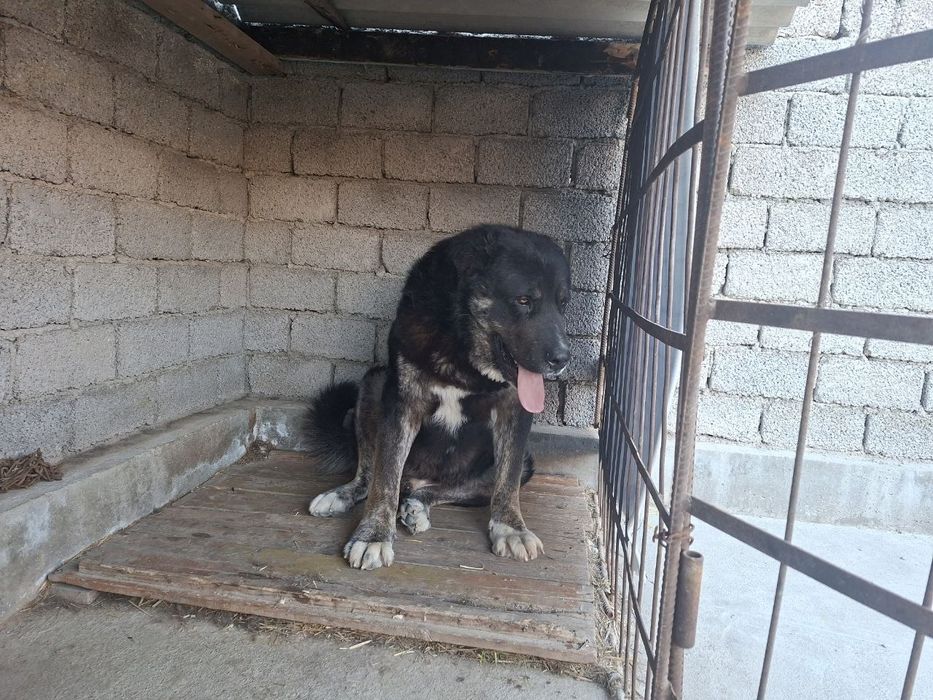 Алабай кучук сотилади