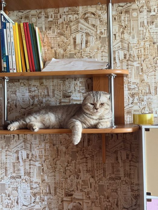 Отдам даром кота