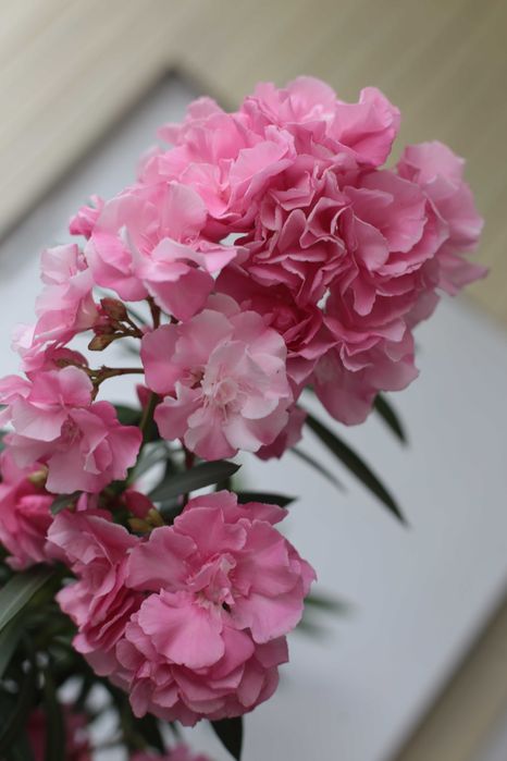 Олеандр махровый розового цвета