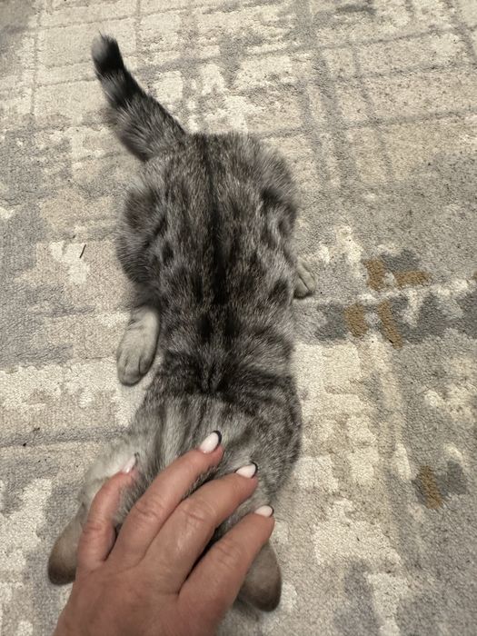 Продам породистого кота