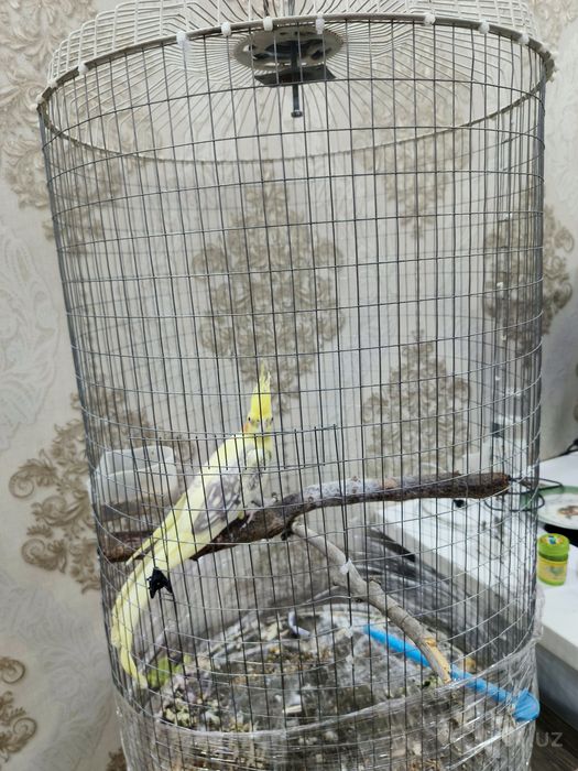 Попугай Корелла жемчужный окрас редкий с клеткой 5 месяцев девочка