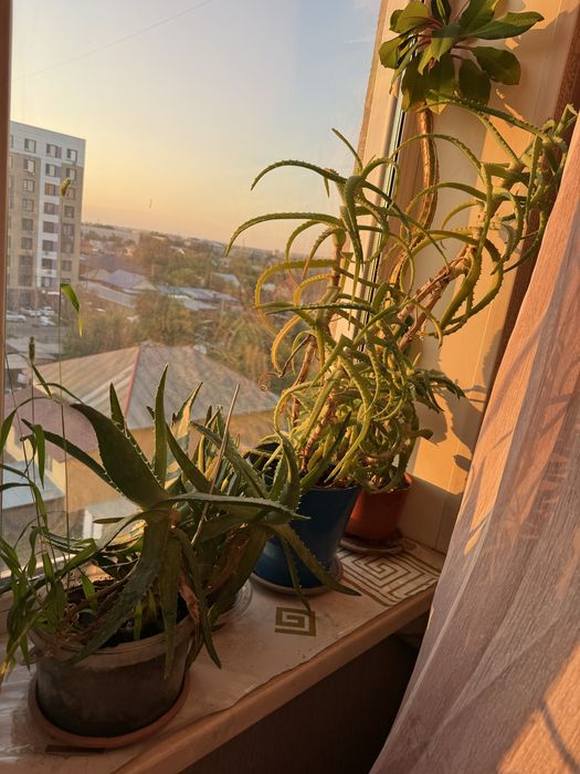 Цветы алое лечебный алоэ