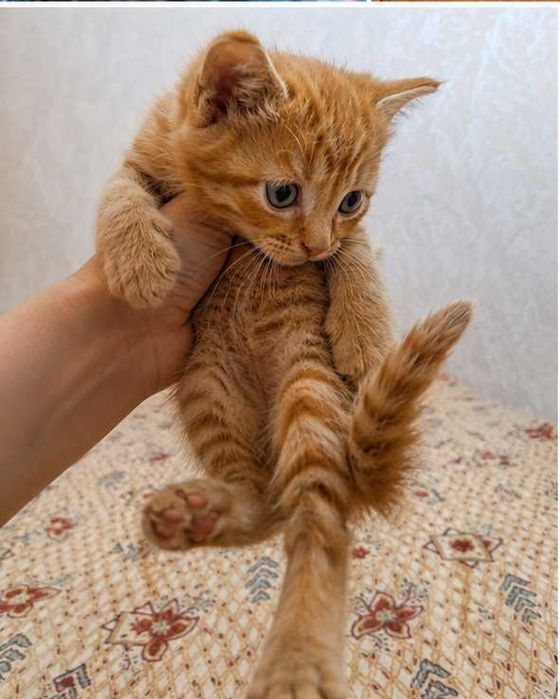 Котята породистые