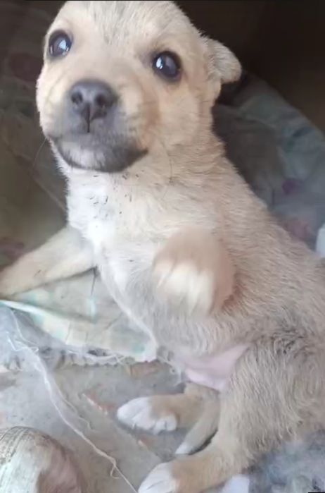 ogʻil bola kuchukcha