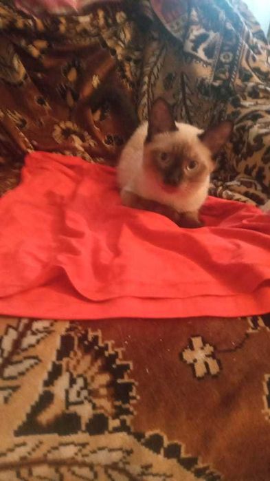 Котята тайской породы