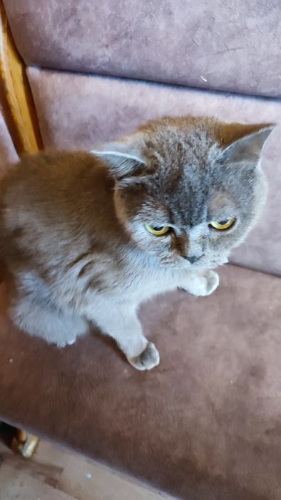 Котята от мамы британки мышеловки