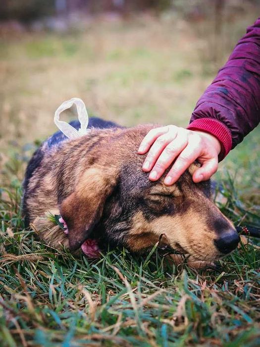 Daisy – cățelușă adorabilă de 4 ani își caută familie