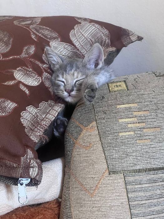 Котенок в добрые руки
