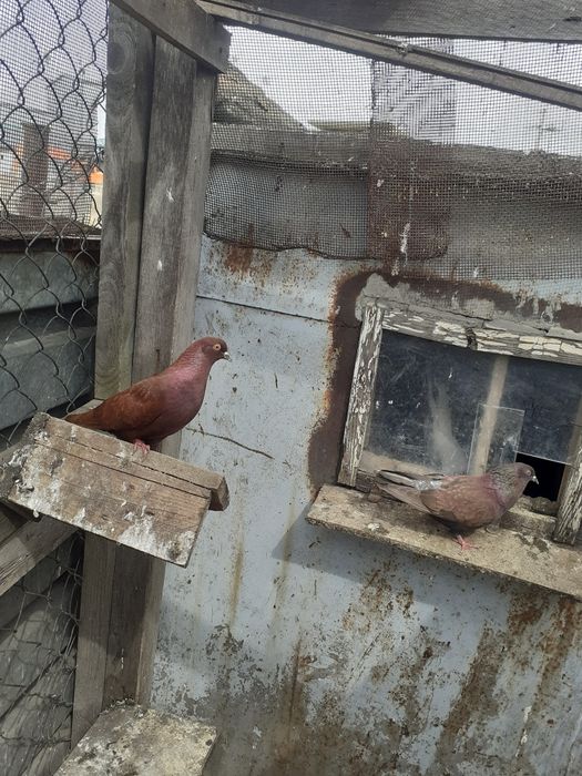 Продам красных бакинских  голубей.