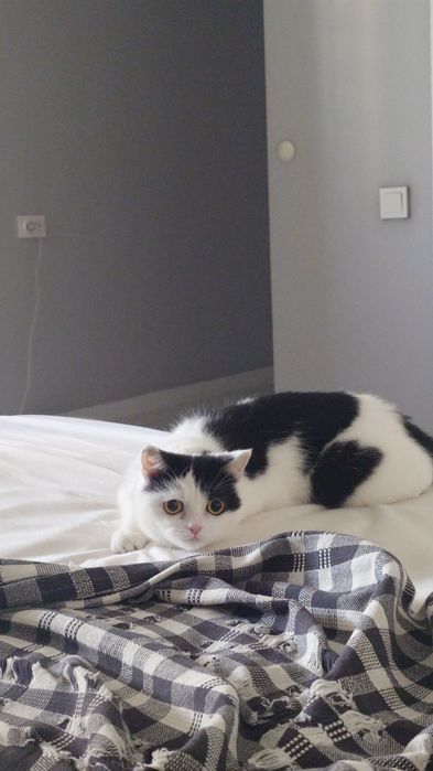 Отдам кошку, 4 года