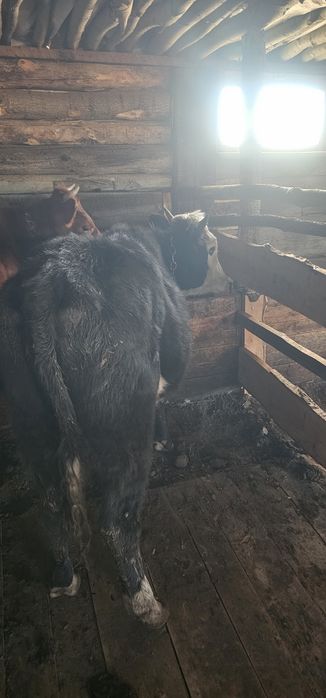 Продам быка и телочек полтарашки