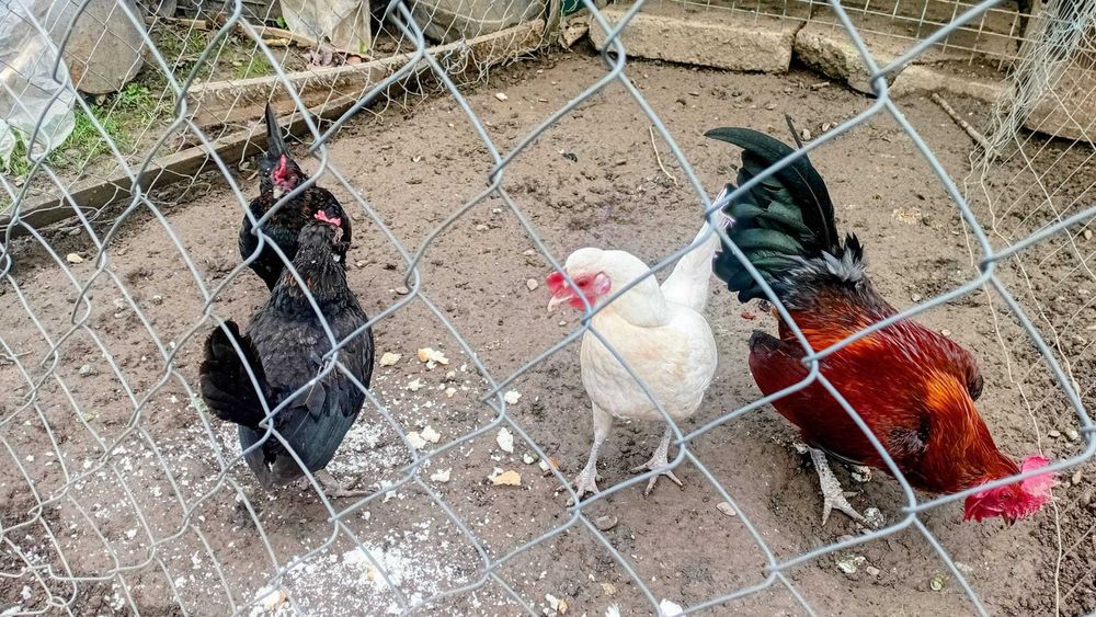 Vând 4 pui pitici, 3 găinușe și 1 cocoș, 150 lei