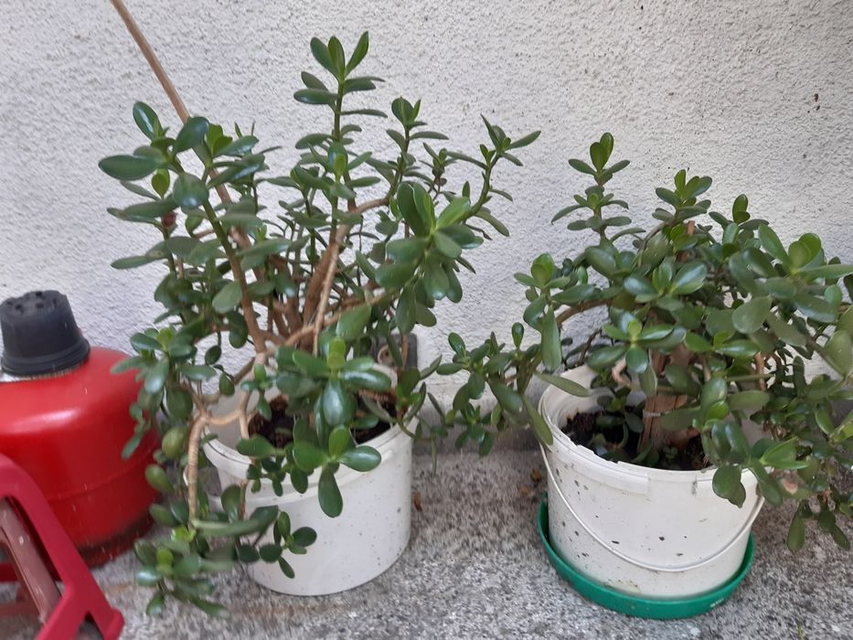 Шафлера и дърво на живота