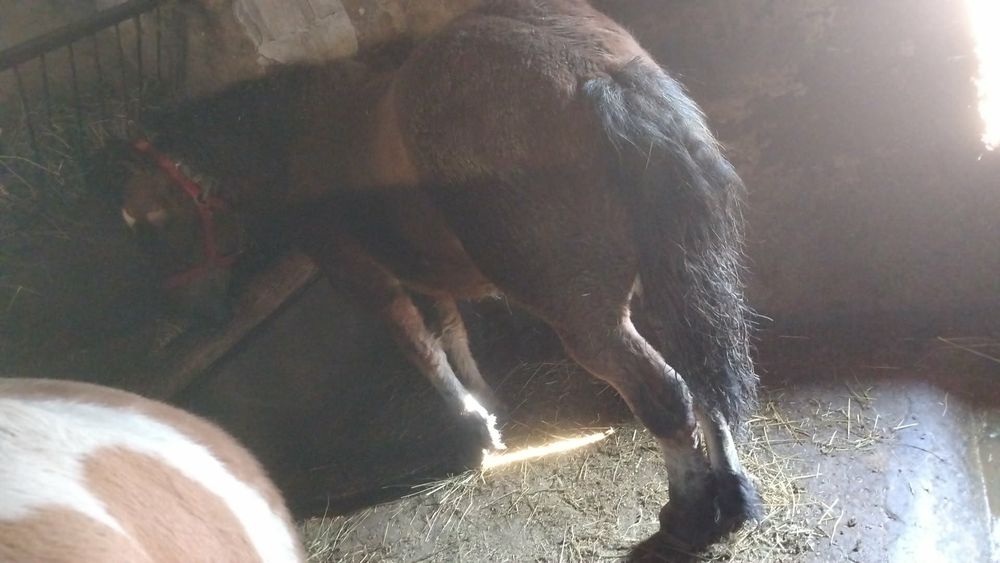 Iapa de vânzare  9 luni